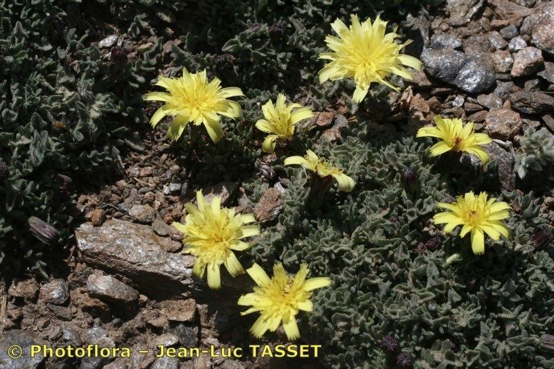 Leontodon boryi habit