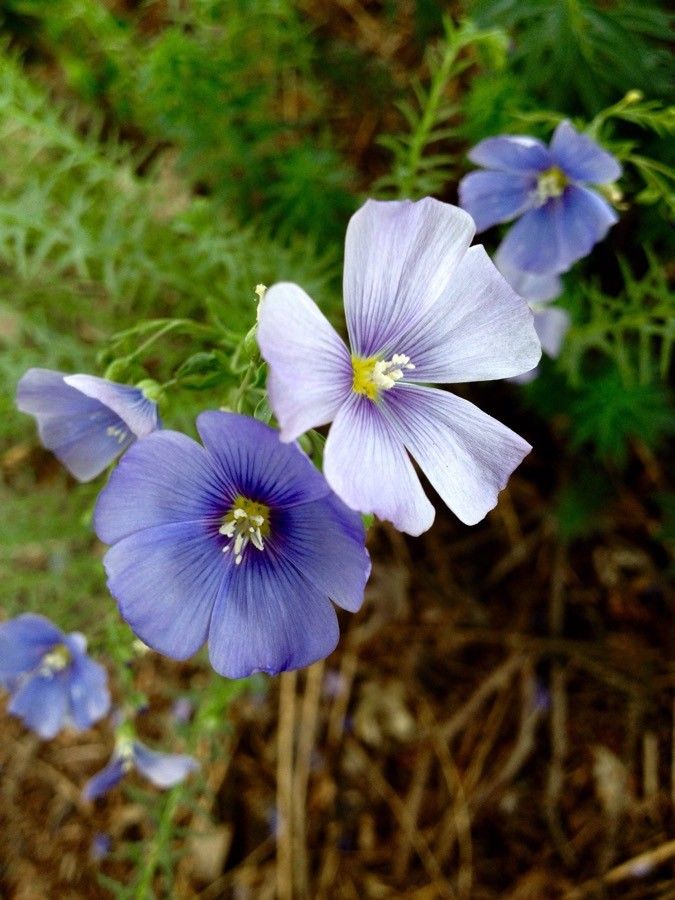 Linum alpinum flower