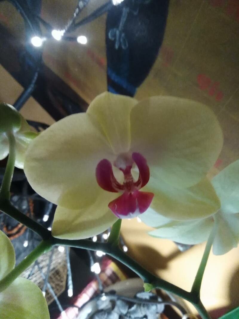 Phalaenopsis fimbriata flower