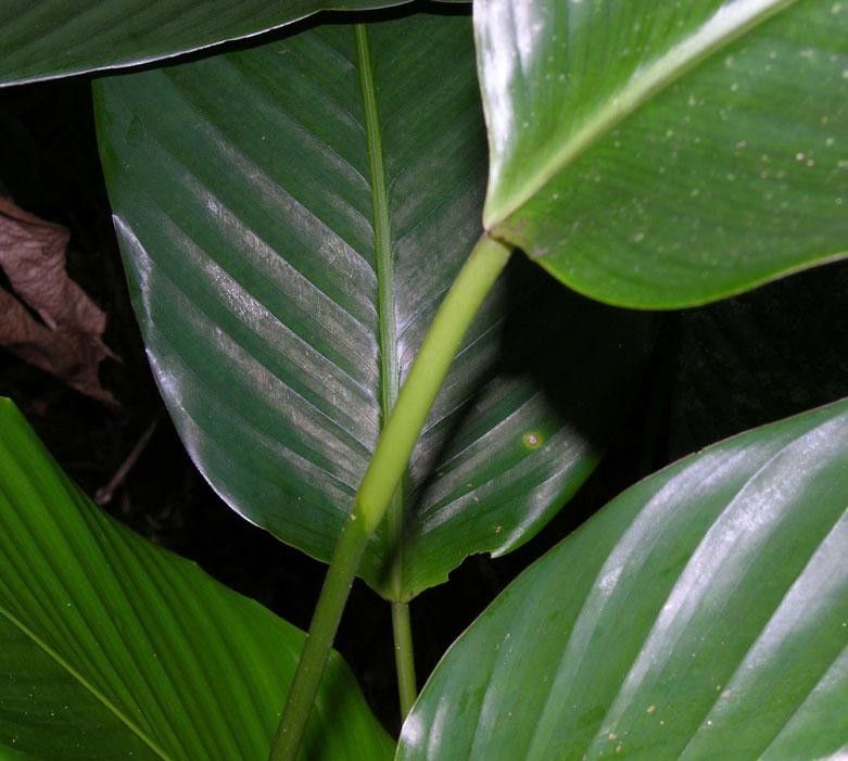 Goeppertia hammelii leaf