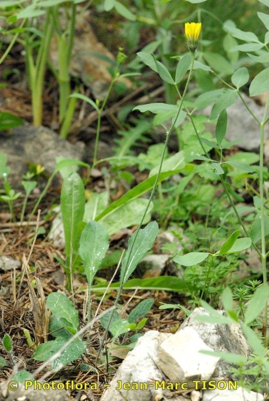 Hieracium atropictum habit