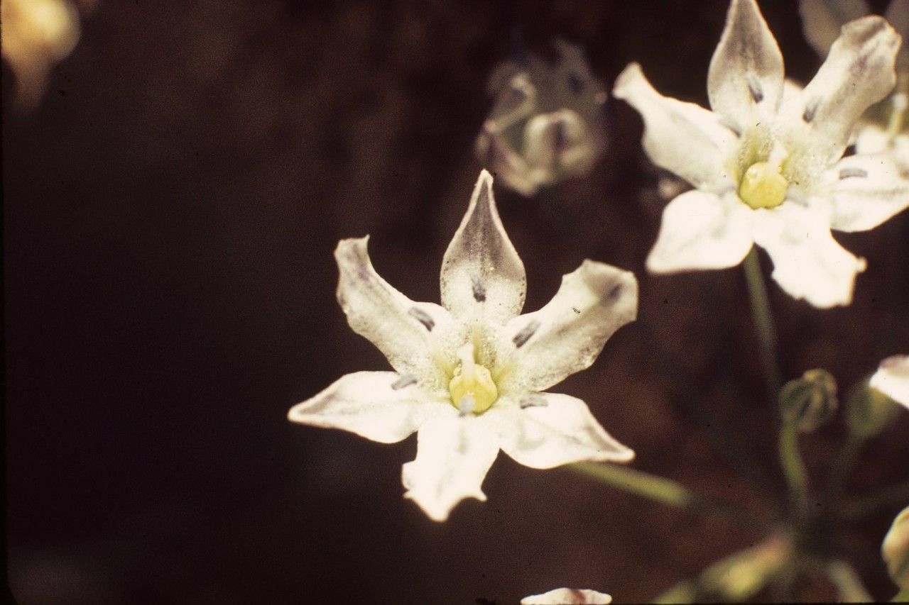 Triteleia lilacina — houseplant care guide
