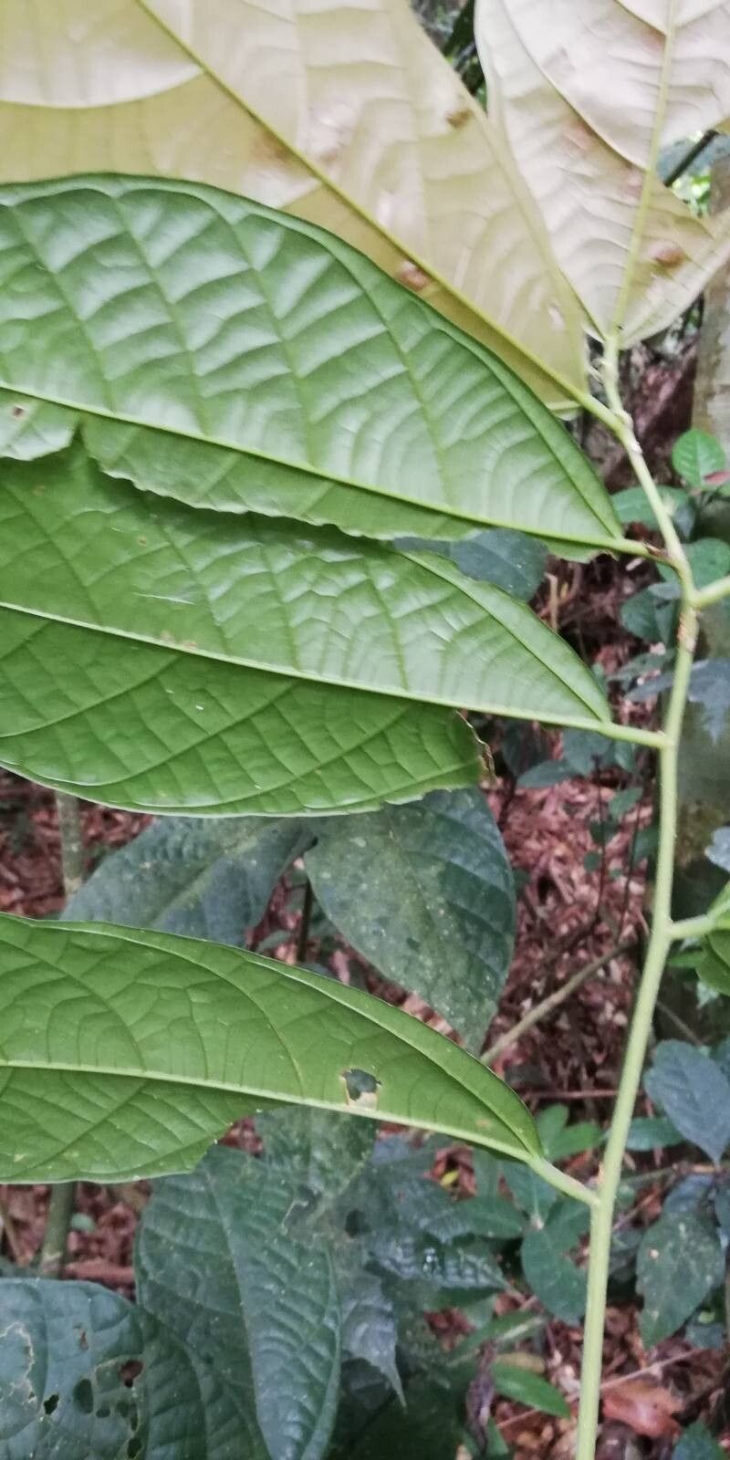 Microcos coriacea leaf