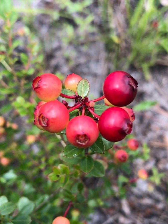 Vaccinium myrsinites fruit