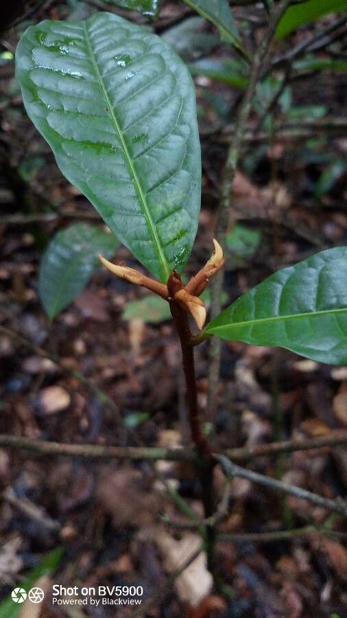 Iryanthera hostmannii — houseplant care guide