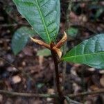 Iryanthera hostmannii