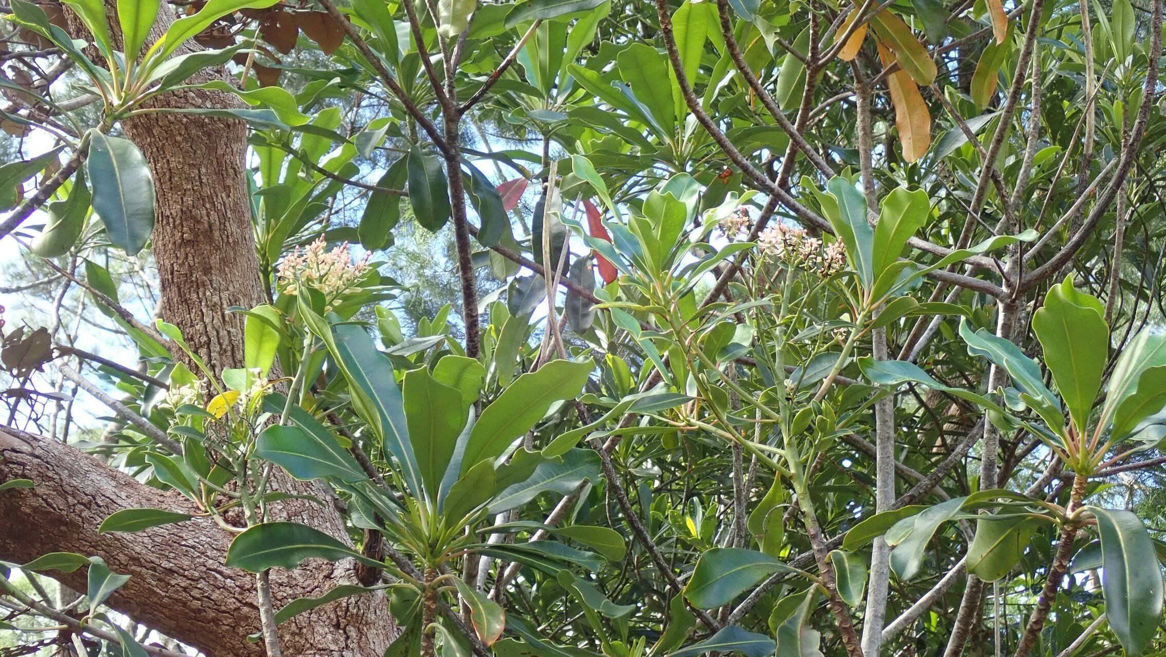 Cerberiopsis neriifolia habit