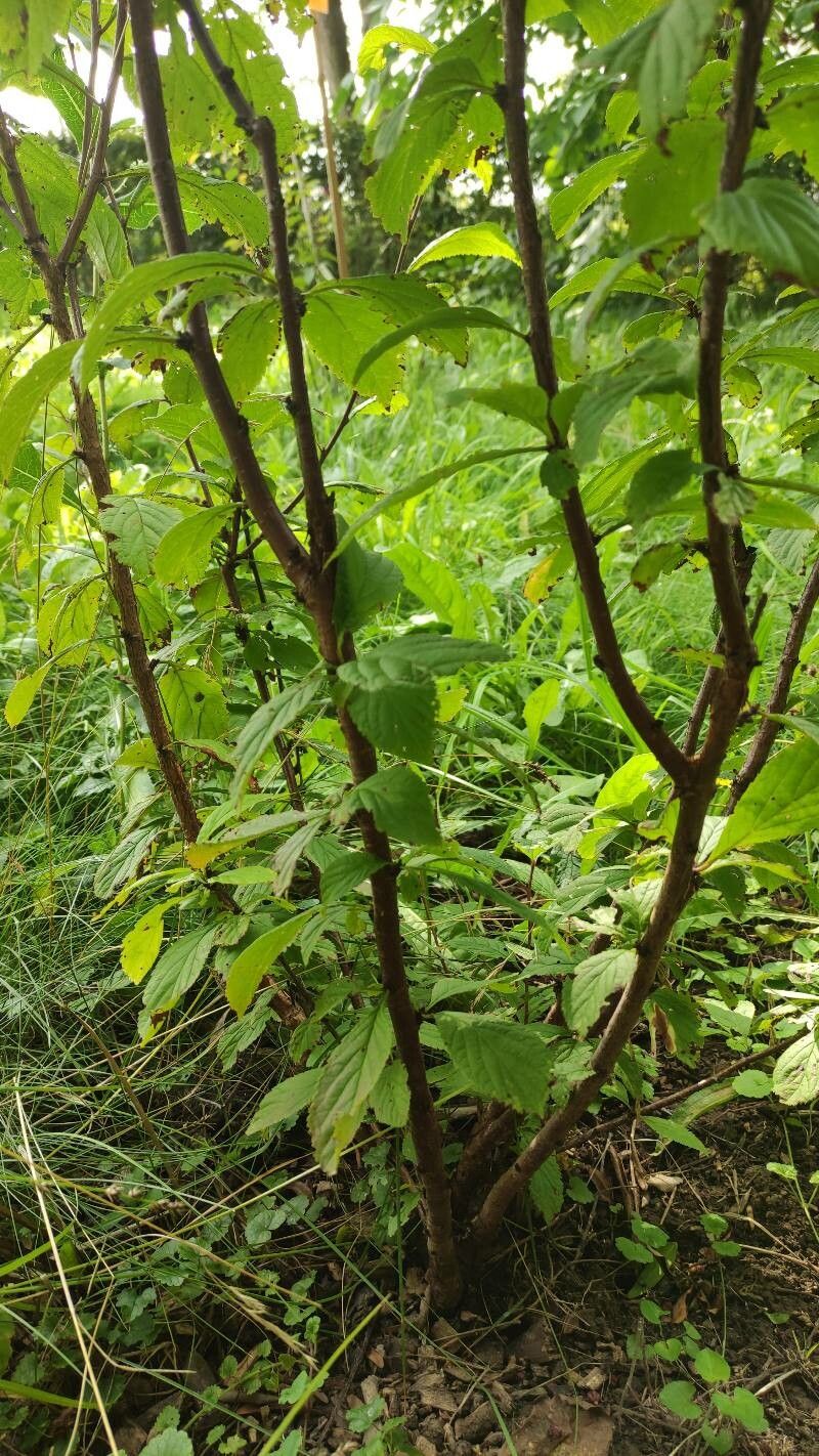 Prunus choreiana habit