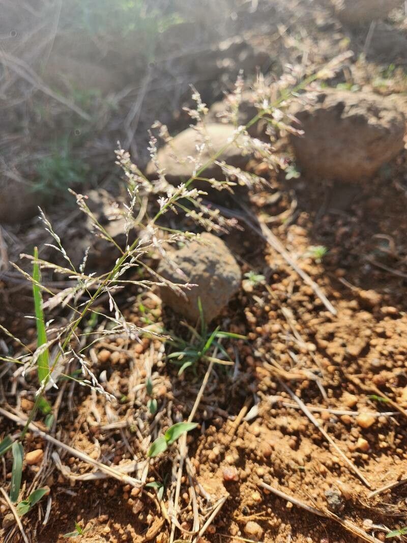 Eragrostis cylindriflora flower