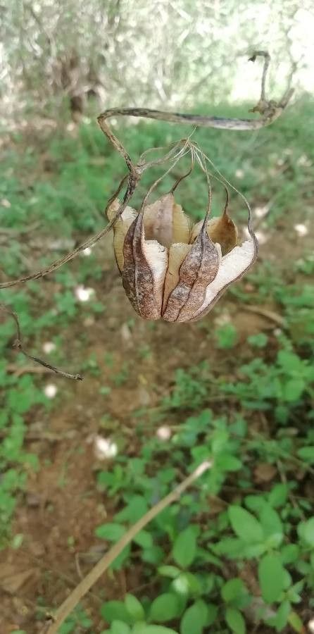 Aristolochia acuminata bark