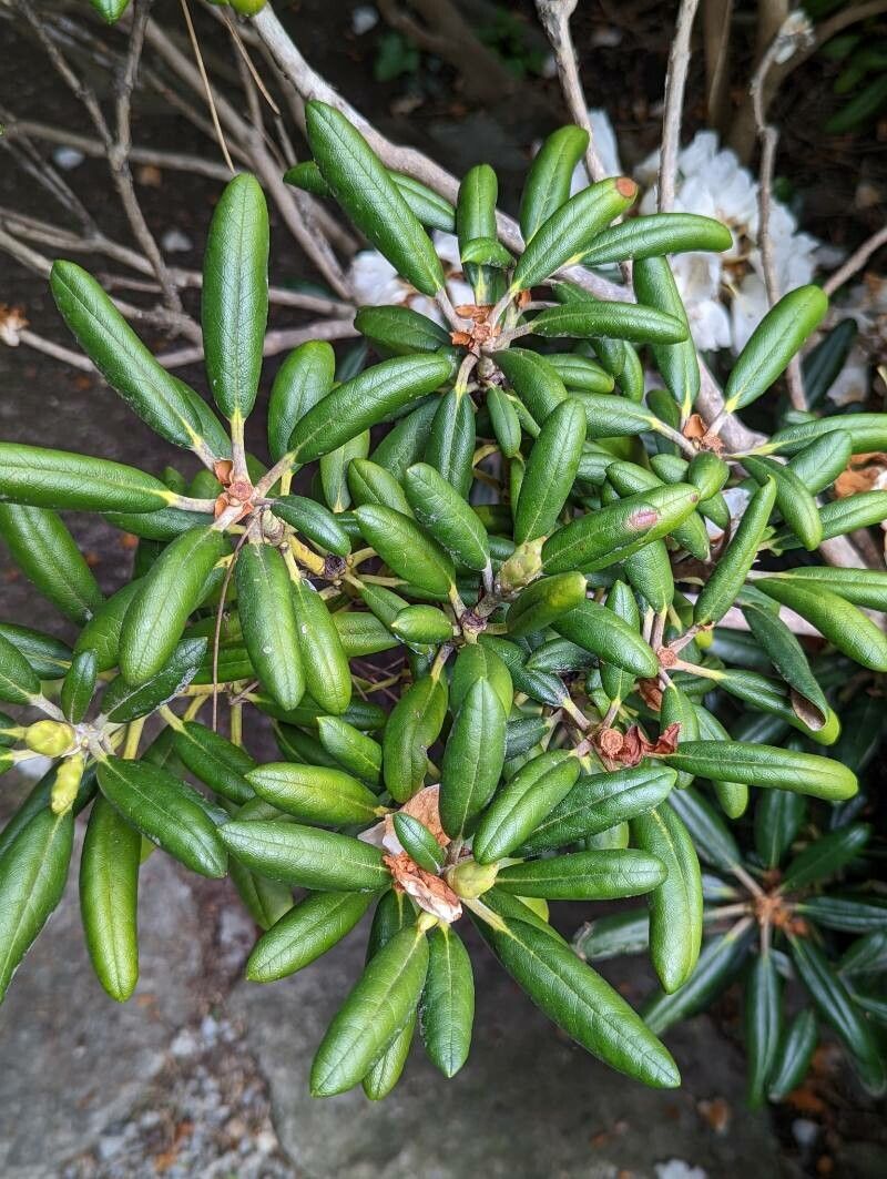 Rhododendron campanulatum — houseplant care guide