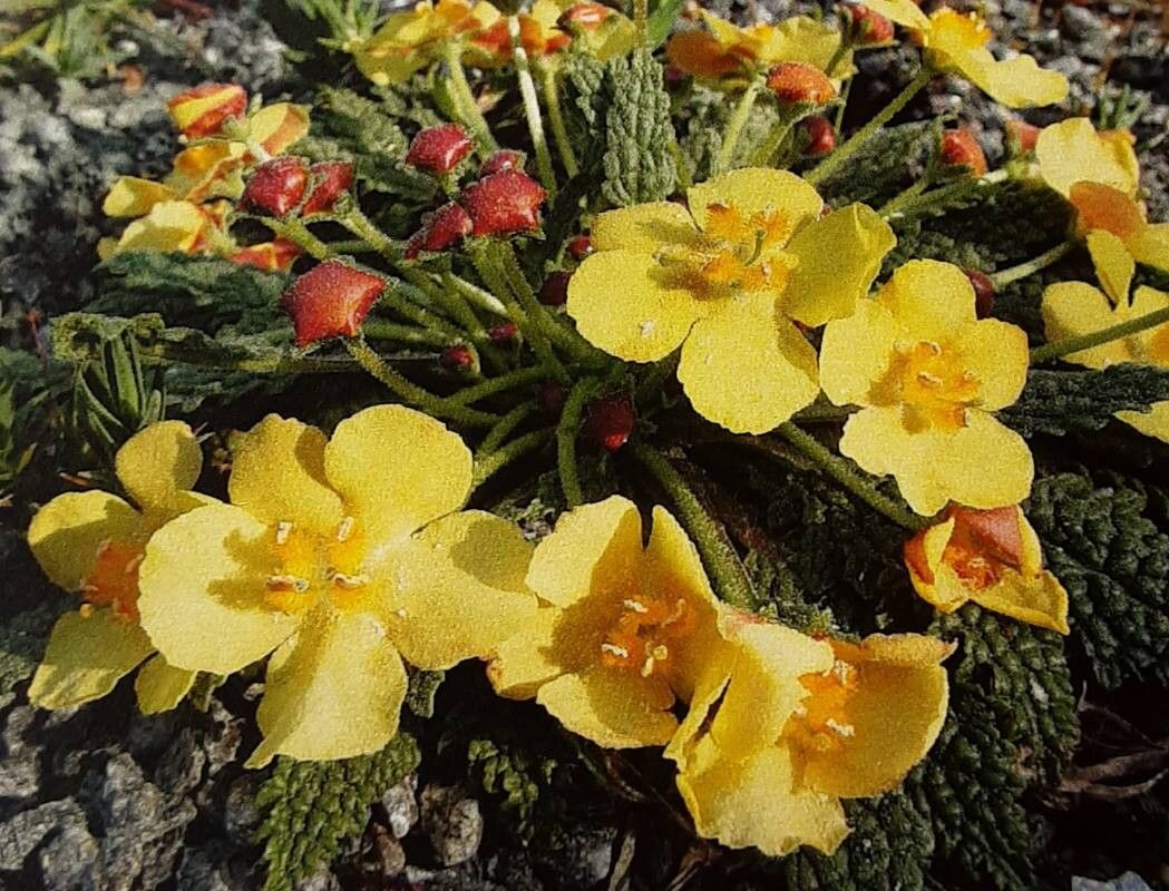 Verbascum acaule flower