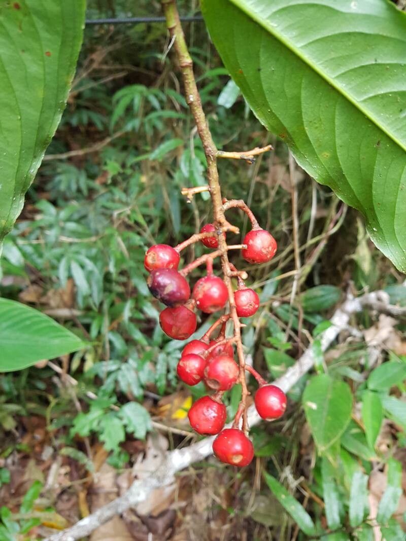 Ouratea rinconensis fruit