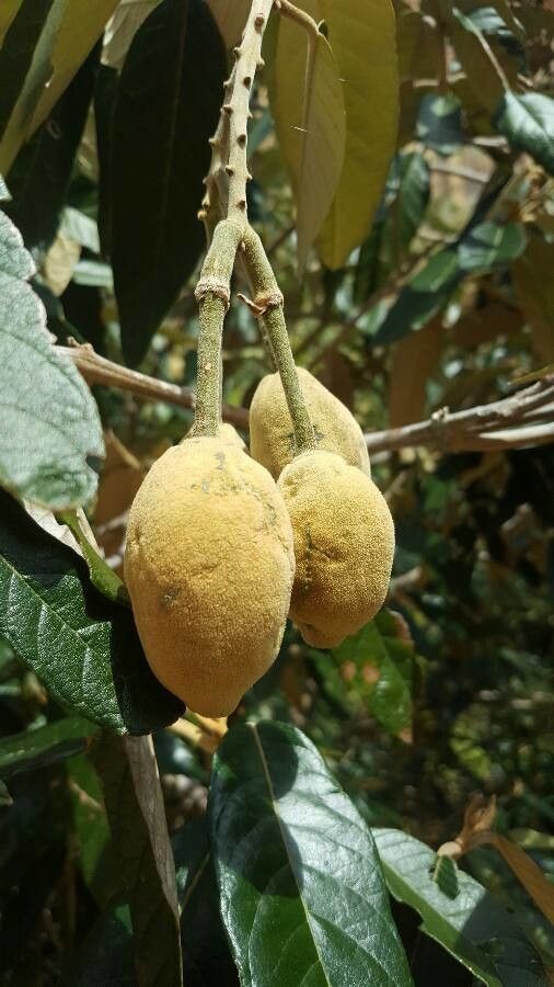Balanites maughamii fruit