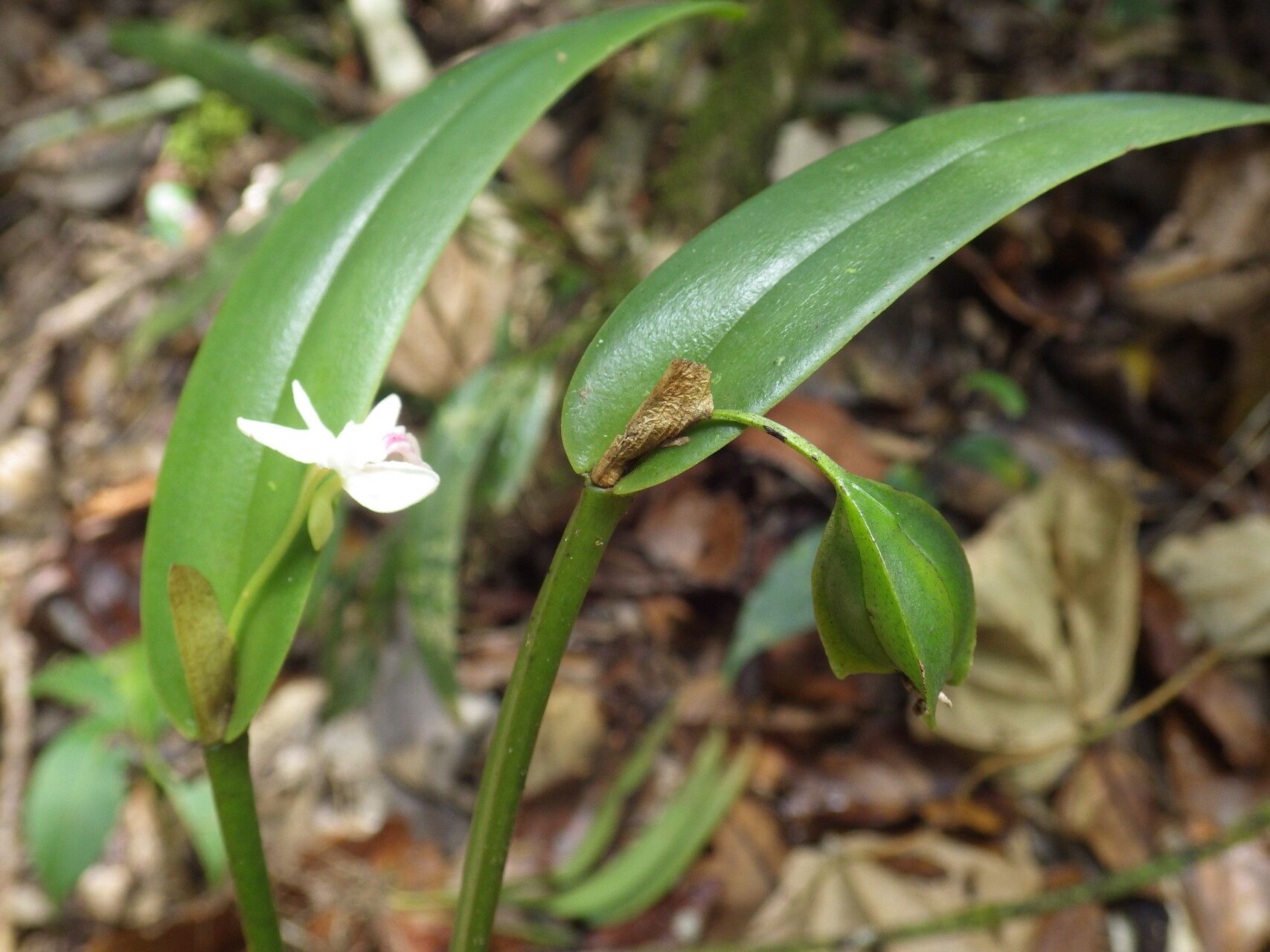 Dendrobium arfakense fruit