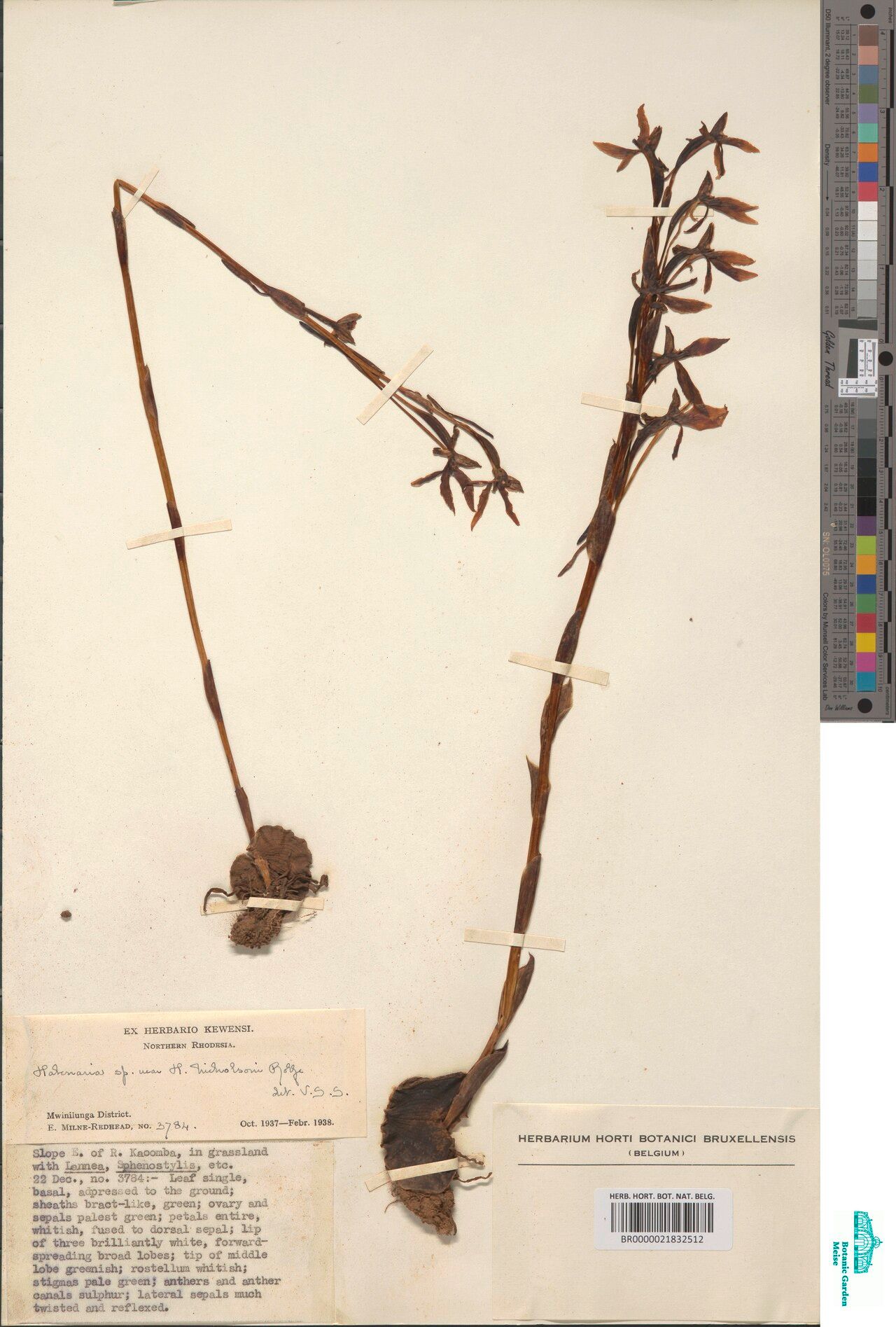 Habenaria nicholsonii — houseplant care guide