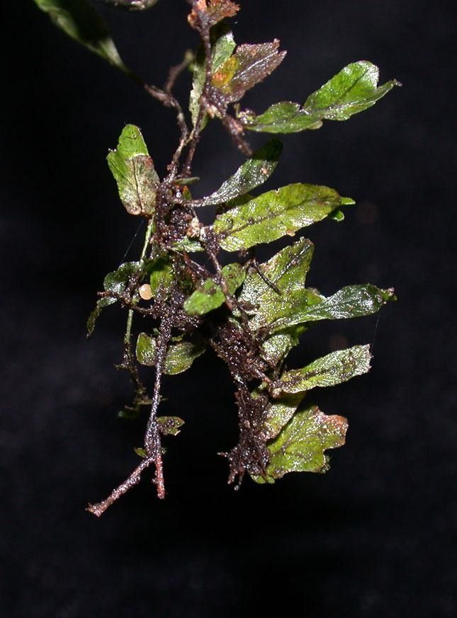 Didymoglossum angustifrons other