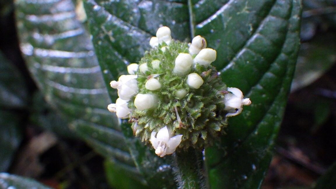 Psychotria rubropilosa — houseplant care guide