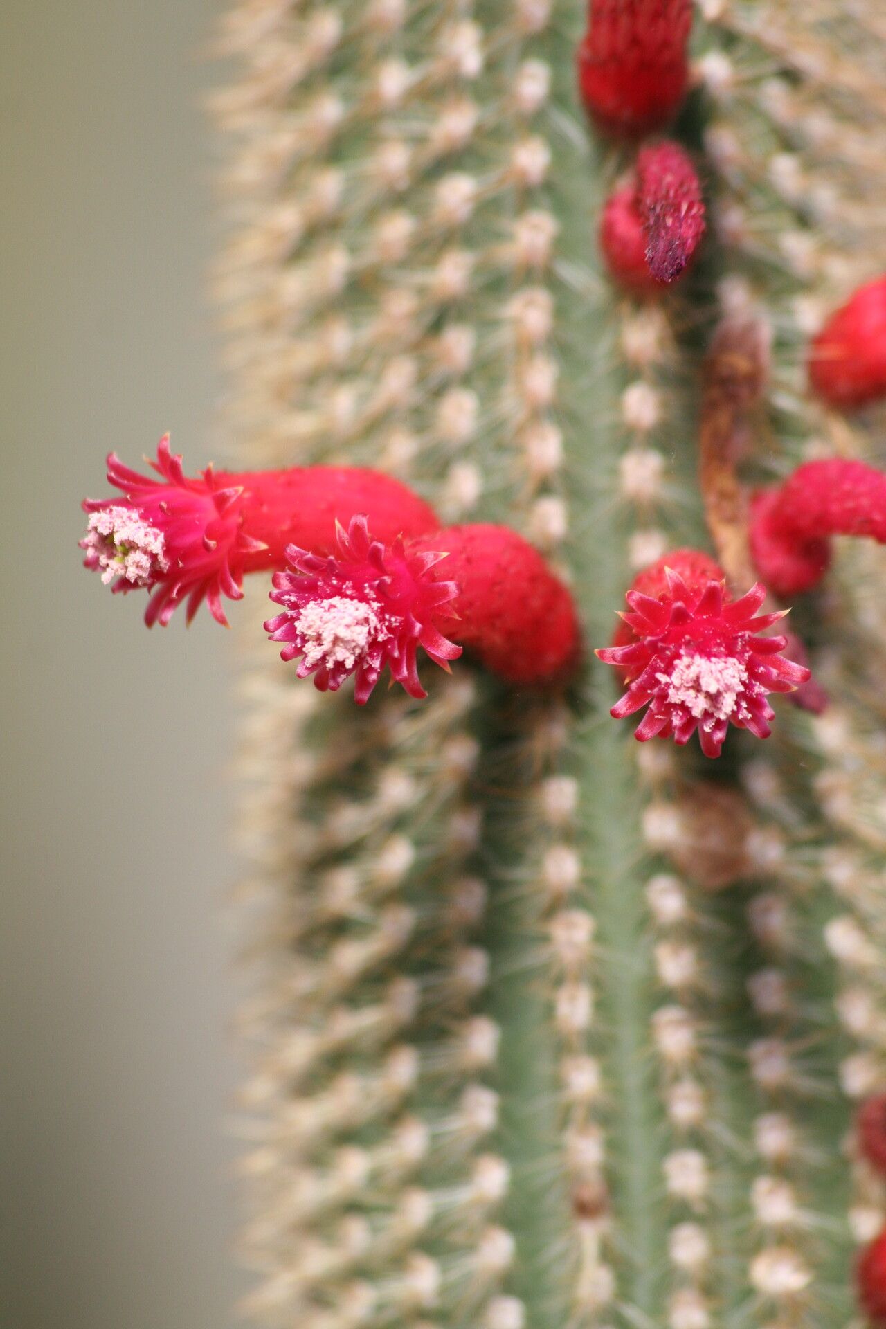 Cleistocactus hyalacanthus flower