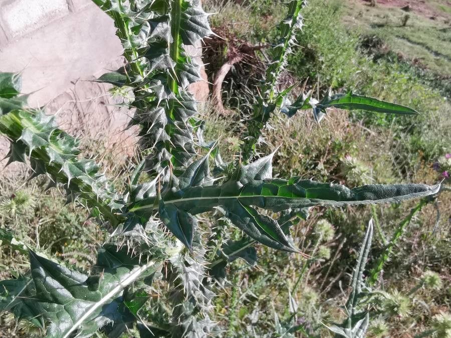 Carduus nyassanus — search result for 'Carduus'