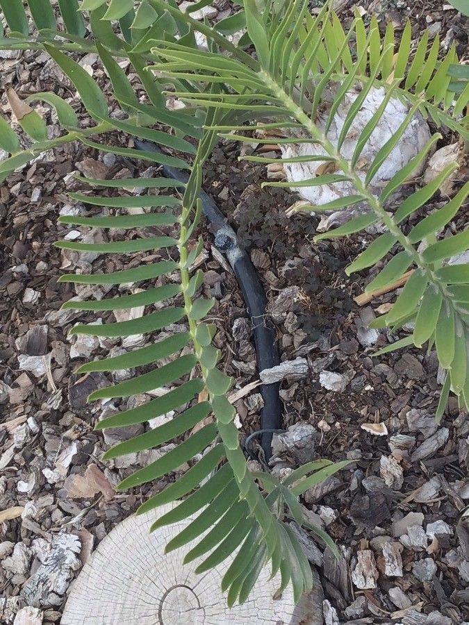 Encephalartos longifolius habit