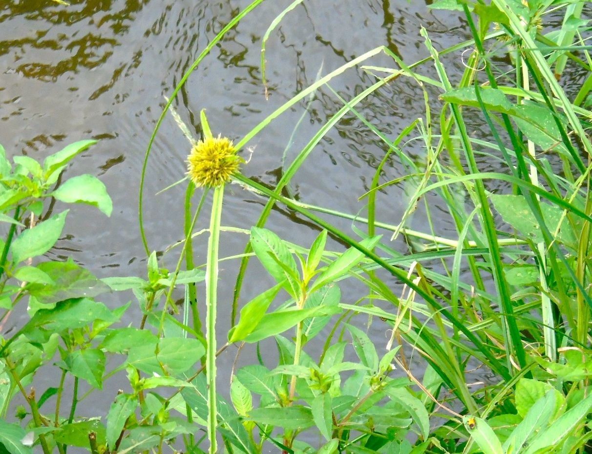 Cyperus seslerioides — search result for 'Cyperus'