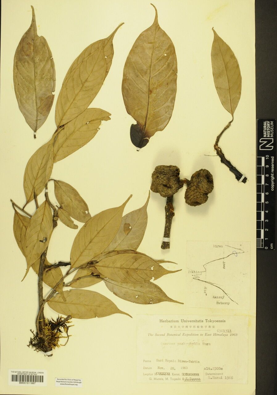 Lithocarpus pachyphyllus other