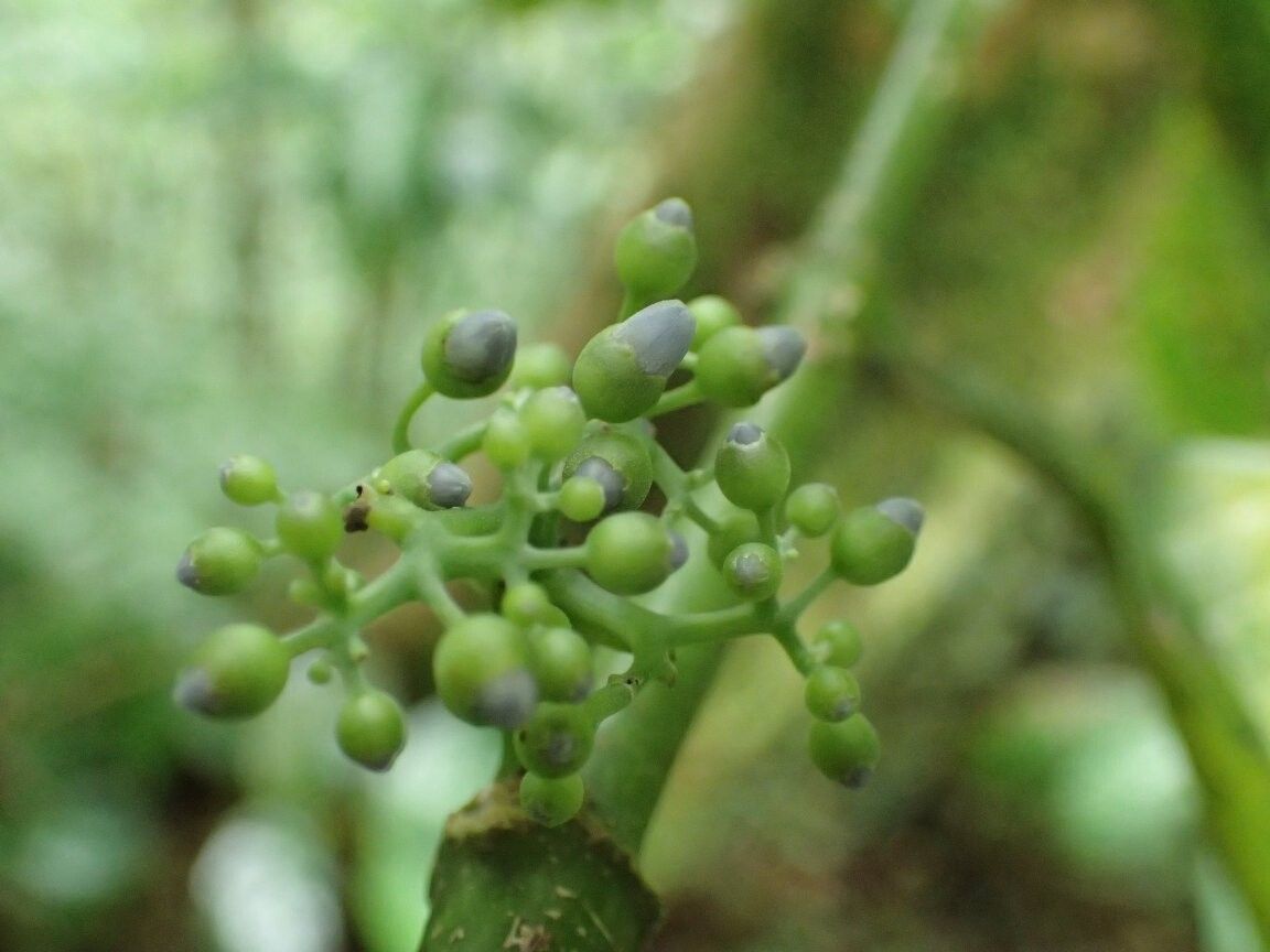 Pauridiantha insularis other