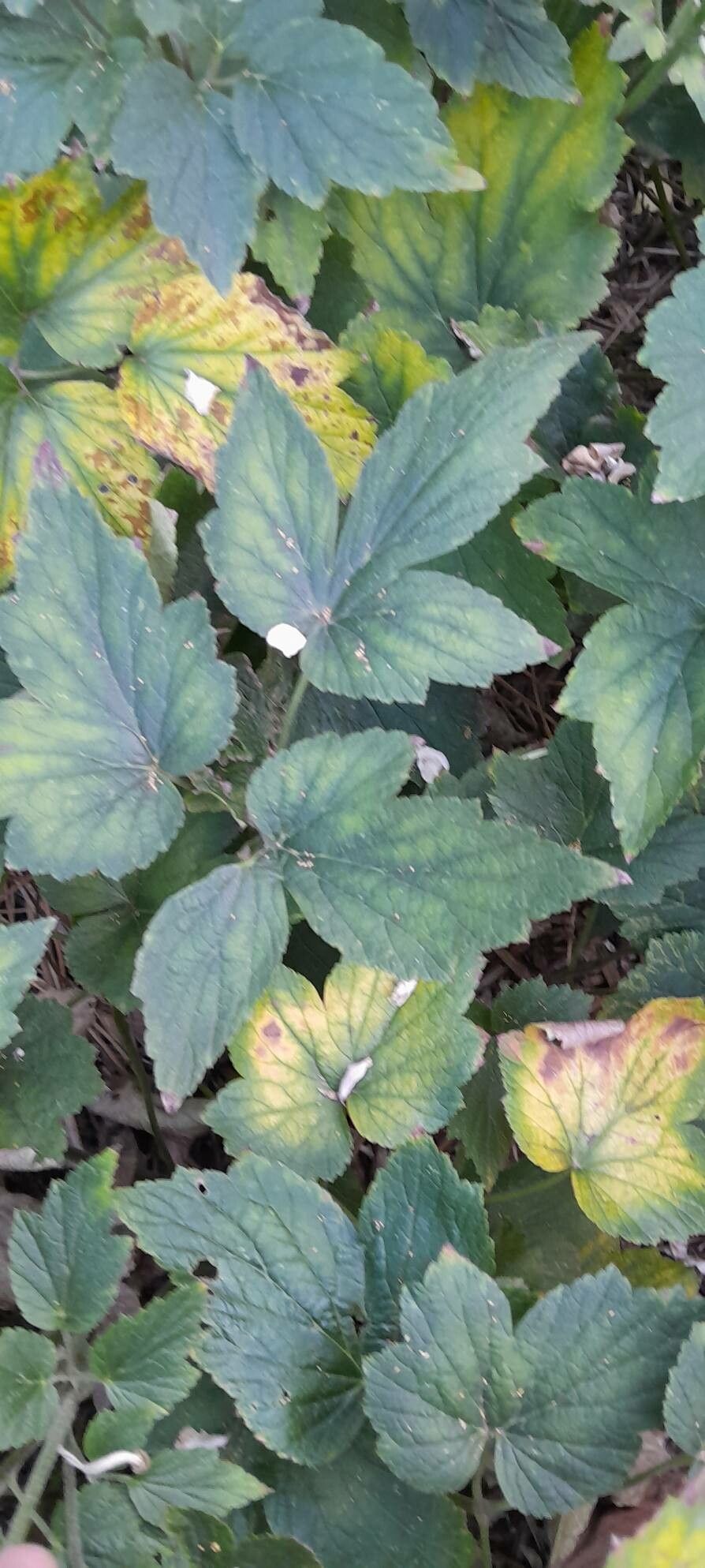 Eriocapitella × hybrida leaf