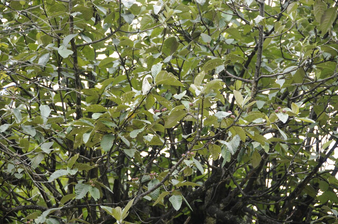 Sorbus vestita habit
