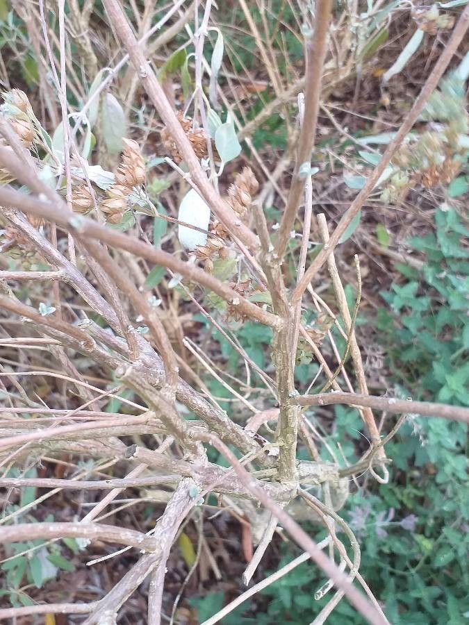 Caryopteris clandonensis bark