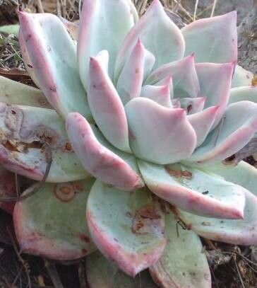 Echeveria juliana — search result for 'Echeveria'