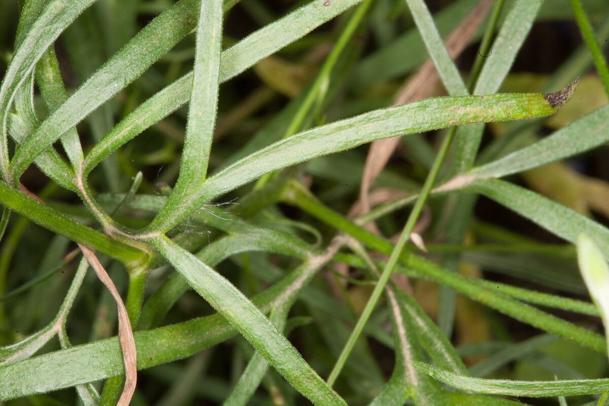 Consolida regalis — related species from the same genus
