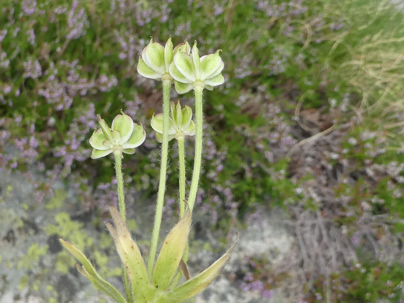 Anemonastrum narcissiflorum fruit