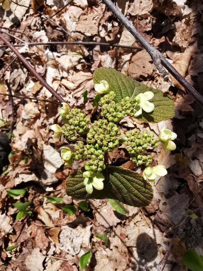 Viburnum lantanoides flower