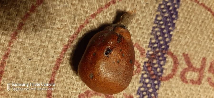 Hyphaene coriacea fruit