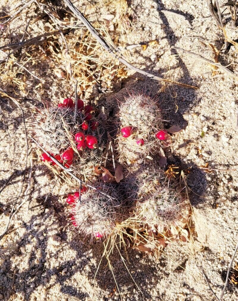 Cochemiea tetrancistra fruit