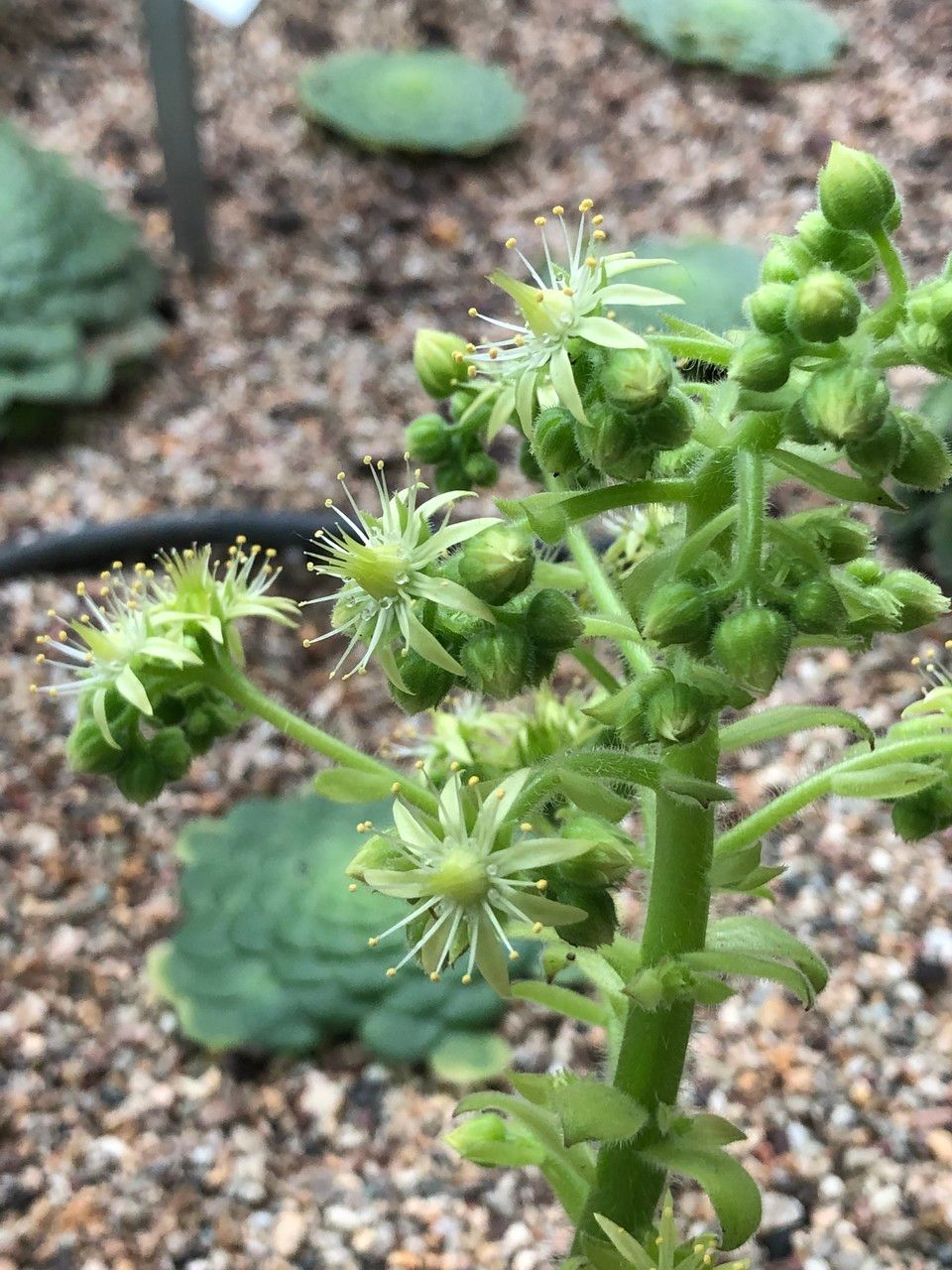 Aeonium tabuliforme fruit
