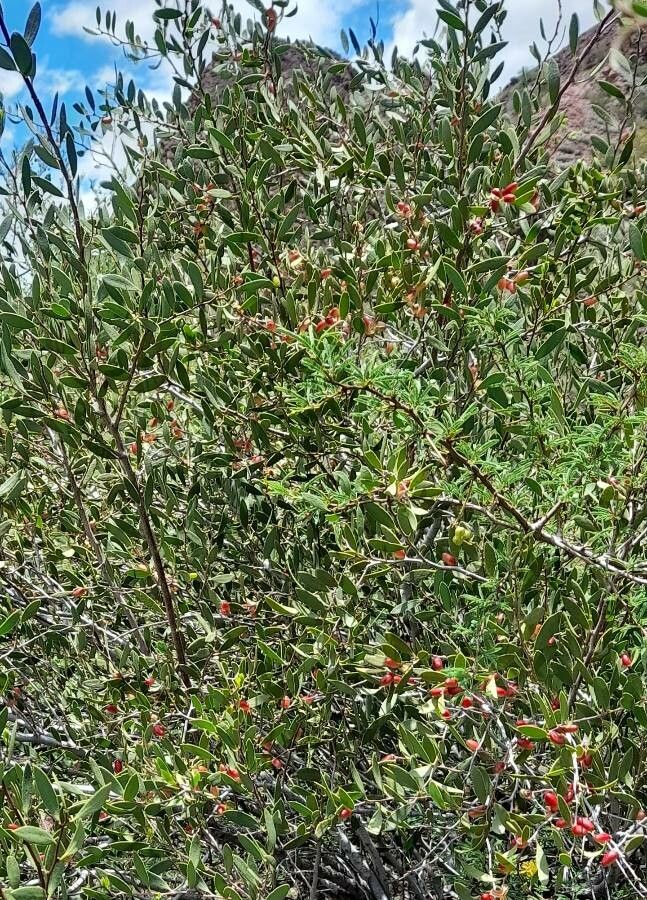 Maytenus viscifolia habit