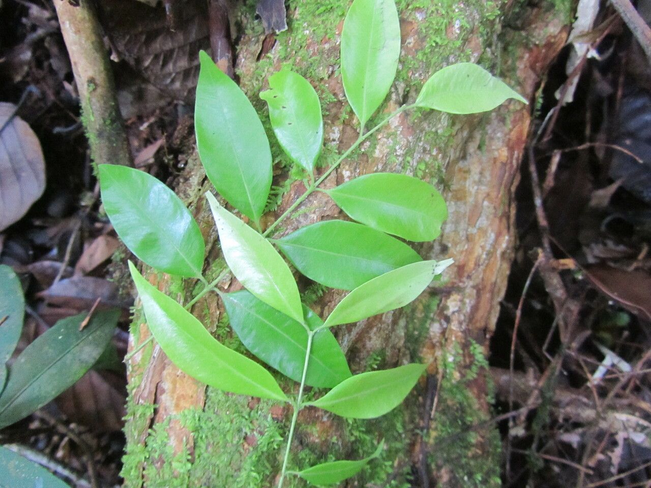 Myrciaria vexator leaf