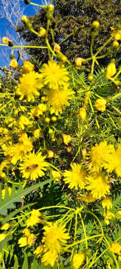 Sonchus arboreus flower