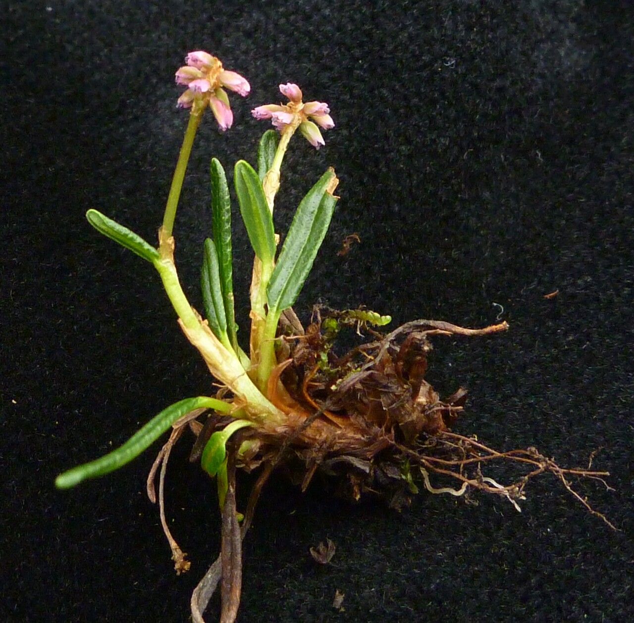 Bistorta perpusilla habit