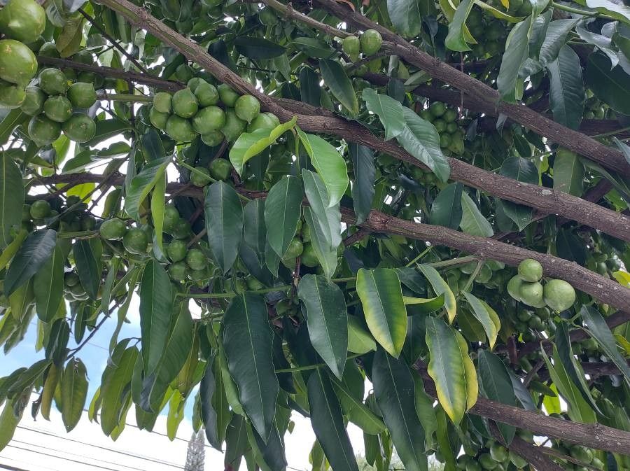 Garcinia cochinchinensis — houseplant care guide