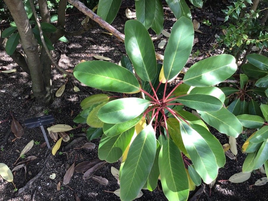 Daphniphyllum macropodum — houseplant care guide