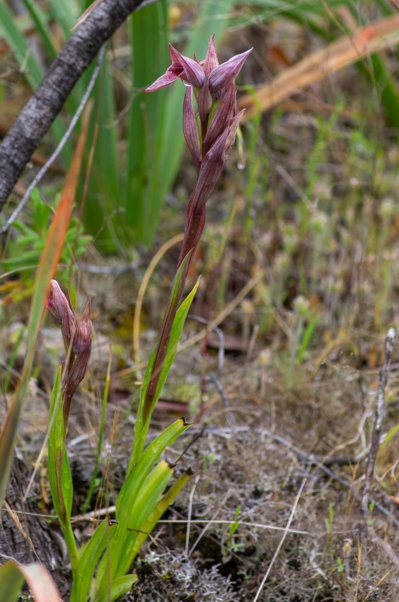 Serapias nurrica habit