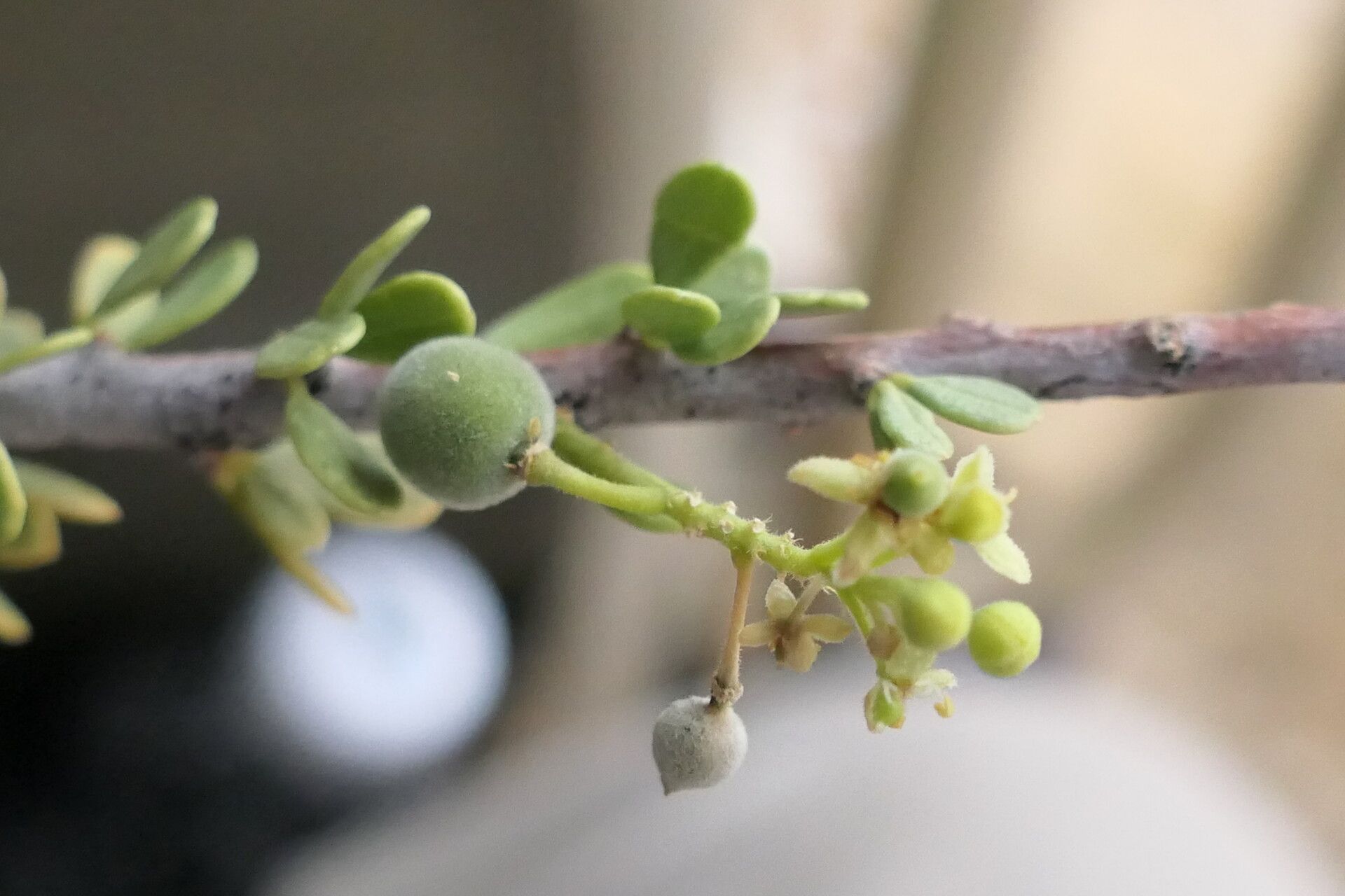 Boscia foetida fruit