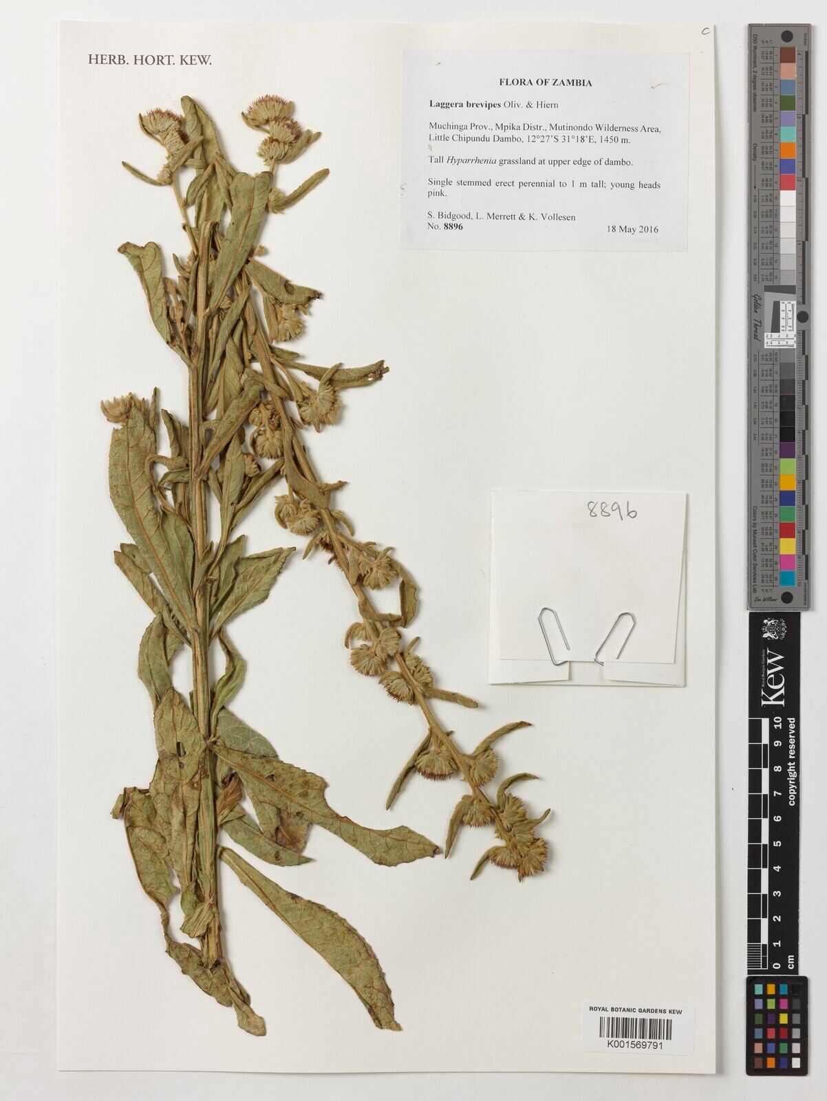 Laggera brevipes — related species from the same genus