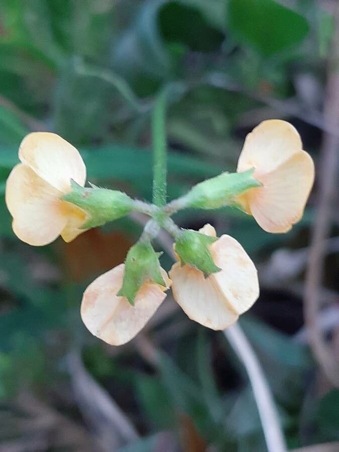 Scorpiurus muricatus flower