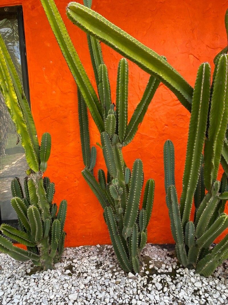 Escontria chiotilla flower