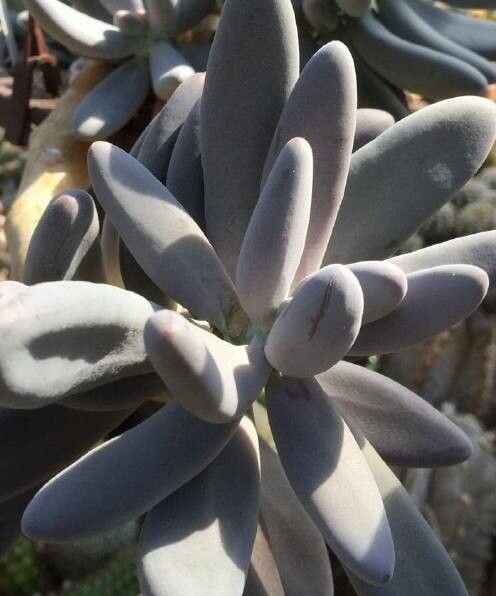 Pachyphytum saltensis — houseplant care guide